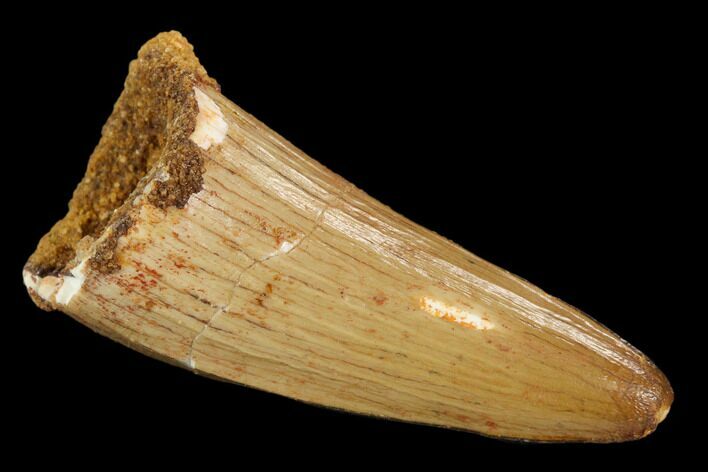 Cretaceous Fossil Crocodile Tooth - Morocco #122498